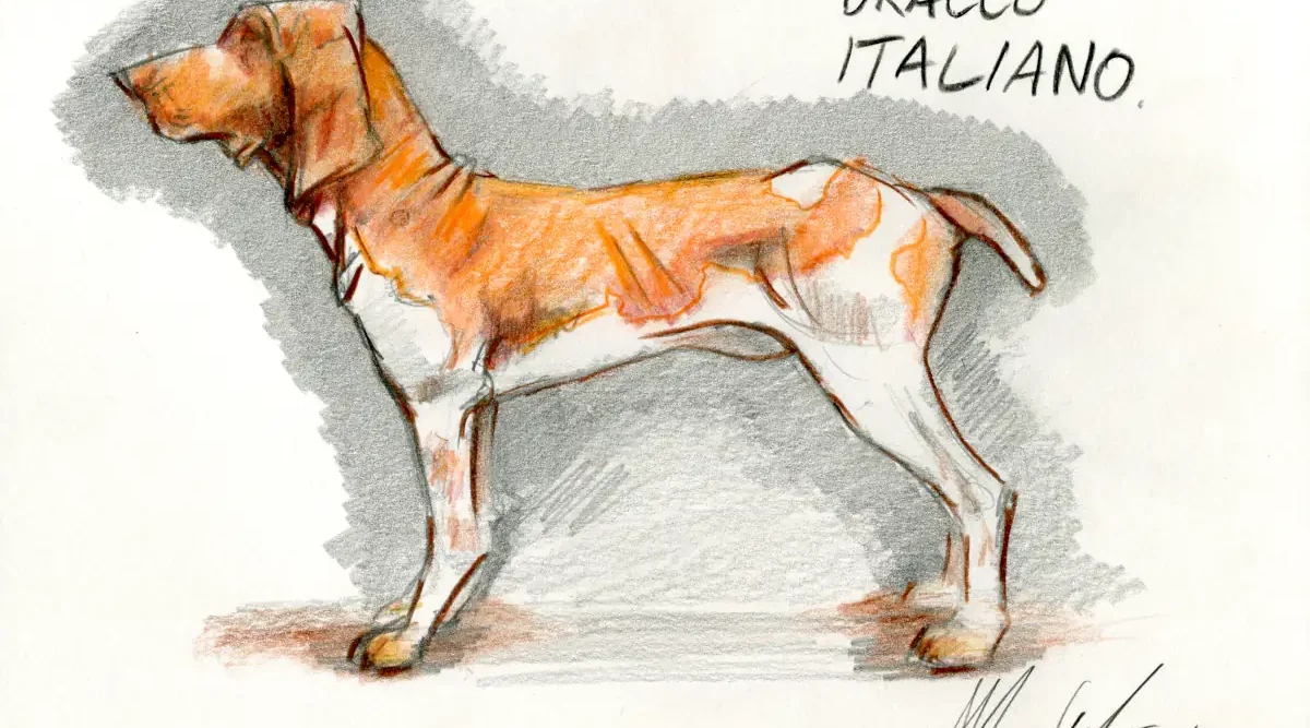 BRACCO ITALIANO dog portrait