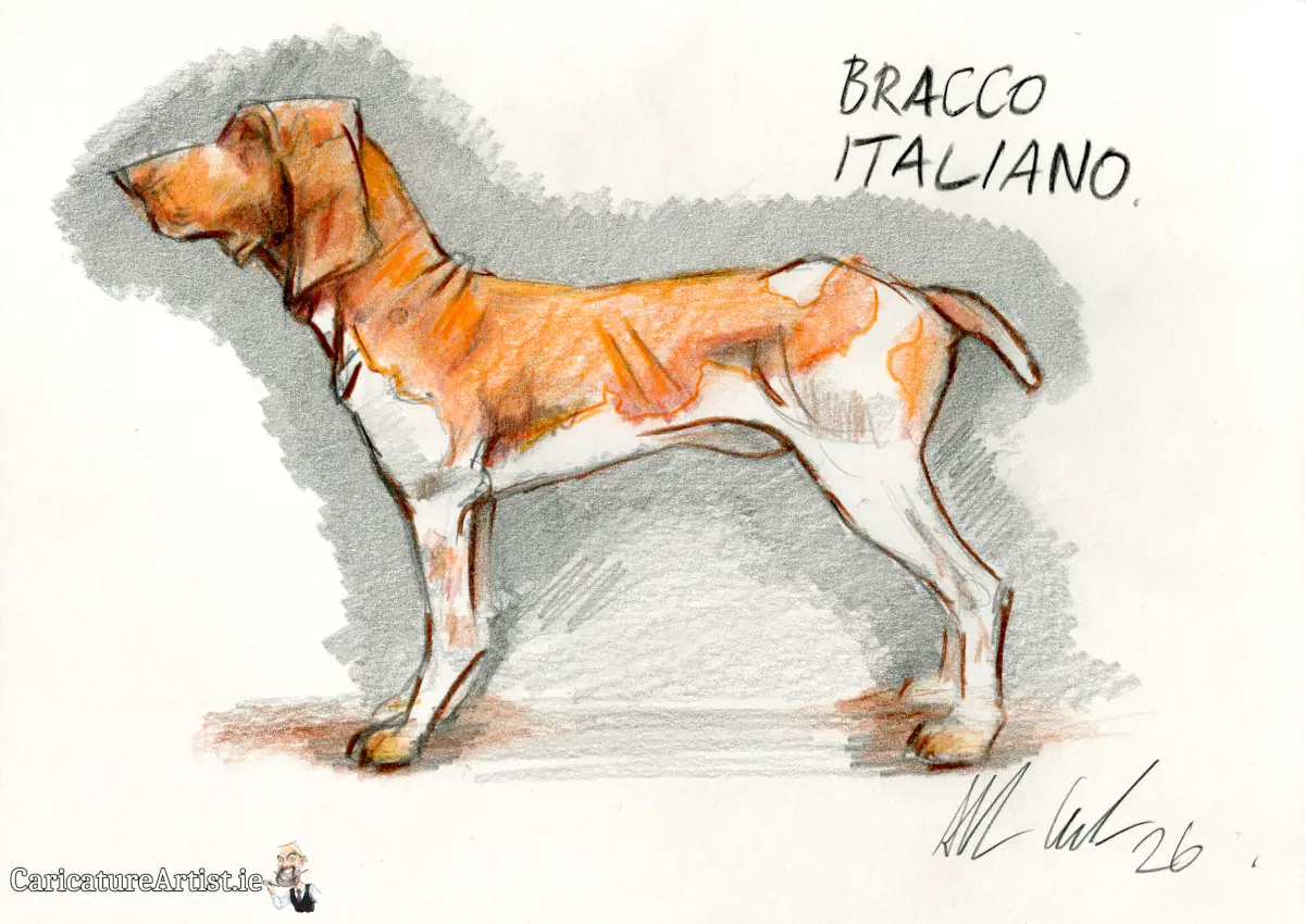 BRACCO ITALIANO dog portrait