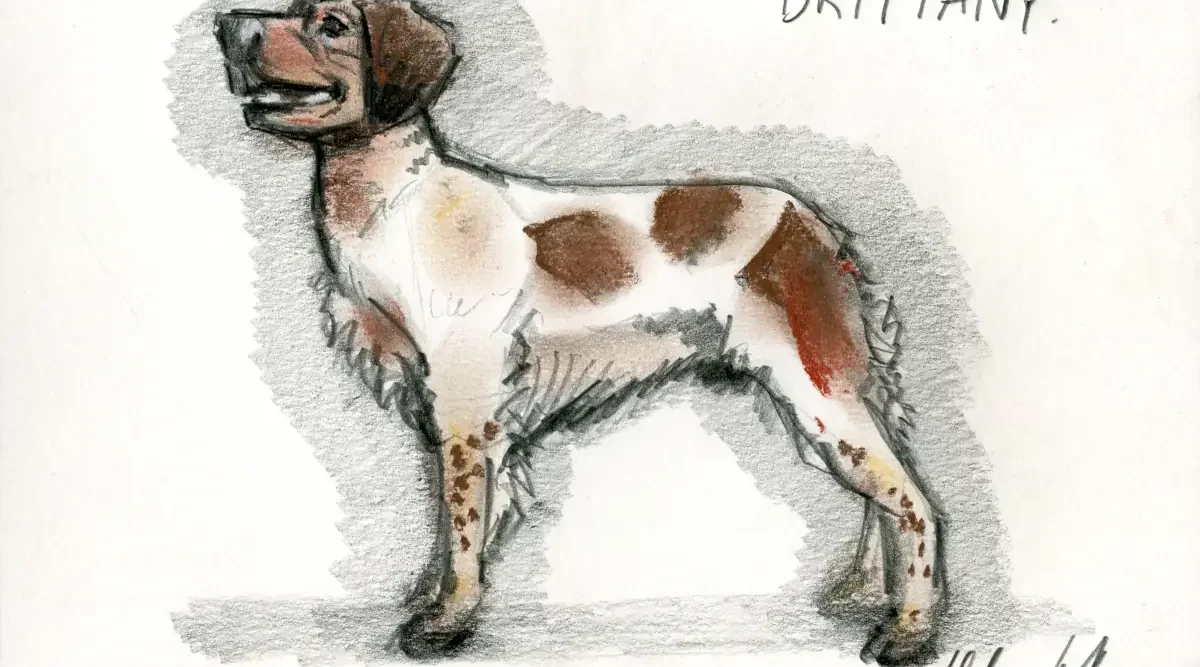 Brittany Dog Breed Portrait