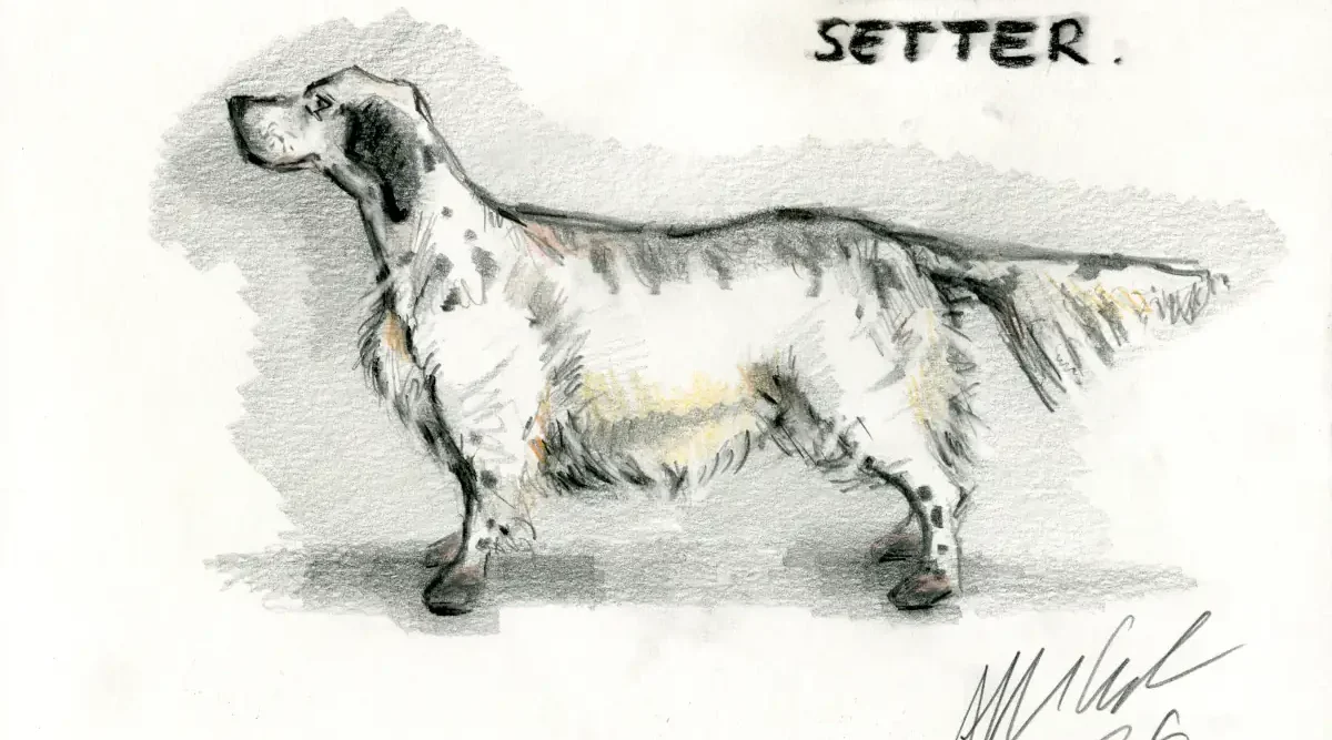 English Setter Breed Dog Portrait Drawing Every Dog Allan Cavanagh