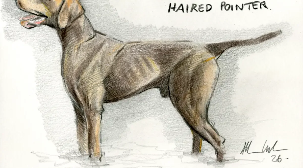 GERMAN SHORT HAIRED POINTER dog portrait drawing