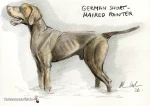 GERMAN SHORT HAIRED POINTER dog portrait drawing