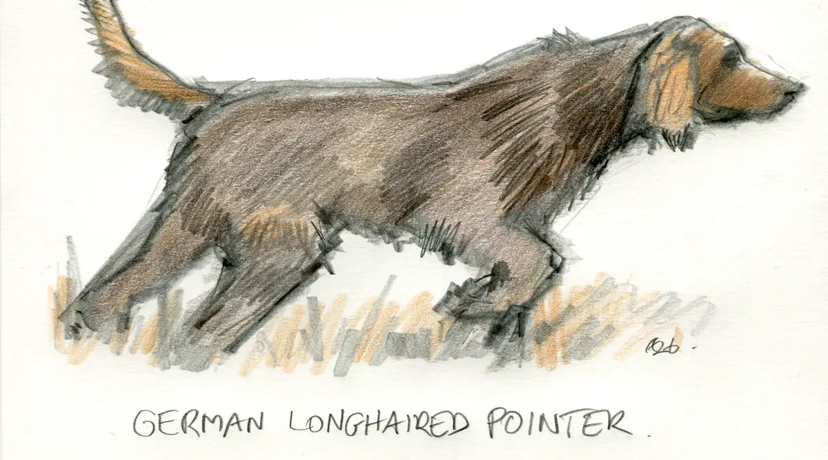 German Longhaired Pointer Dog Portrait