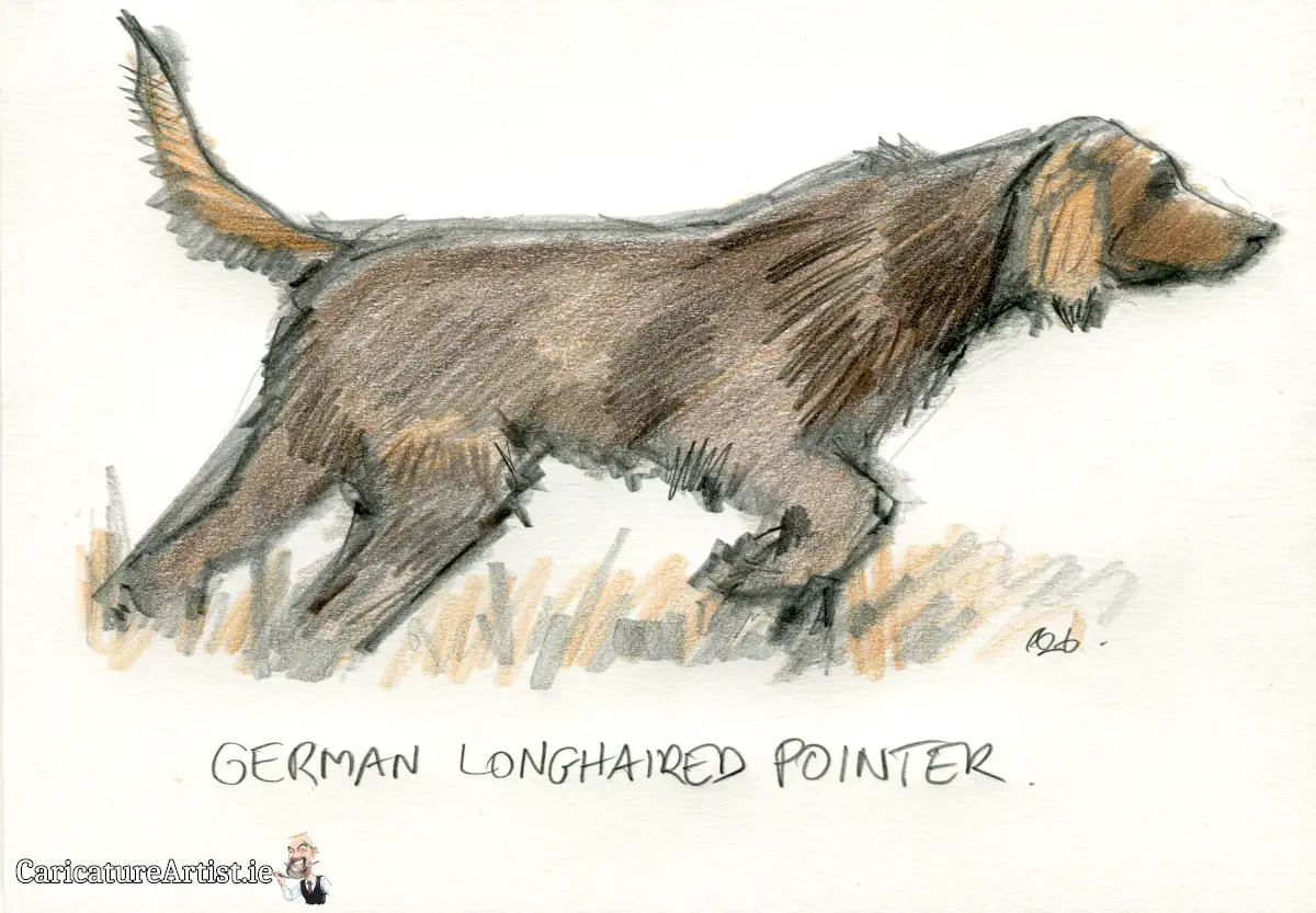 German Longhaired Pointer Dog Portrait