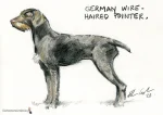German Wire Haired Pointer Dog Portrait Drawing