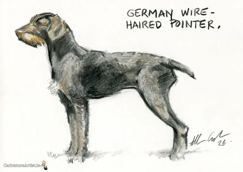 German Wire Haired Pointer Dog Portrait Drawing German Wire Haired Pointer Dog Portrait Drawing
