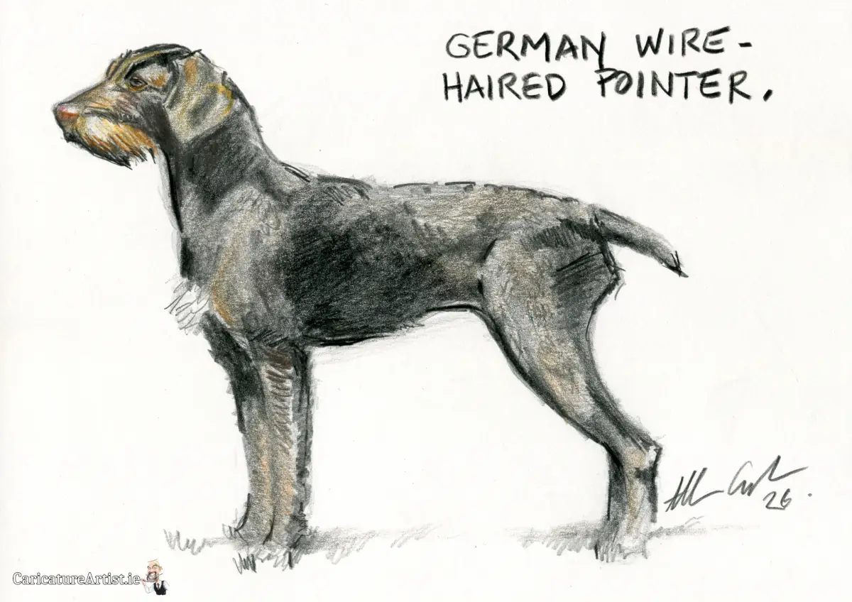 German Wire Haired Pointer Dog Portrait Drawing